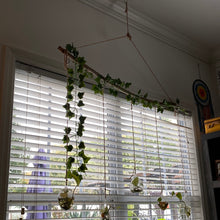 Load image into Gallery viewer, Hanging water propagating plants