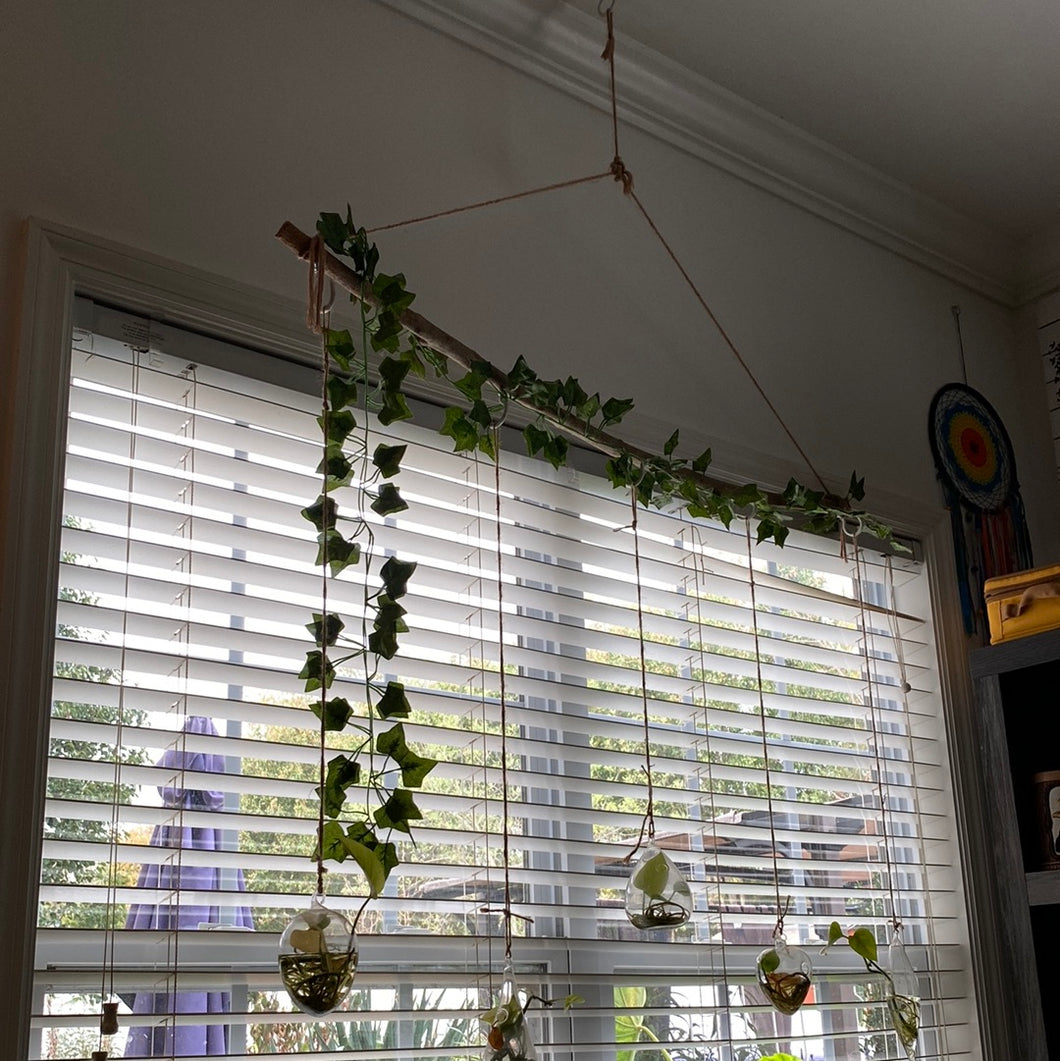 Hanging water propagating plants